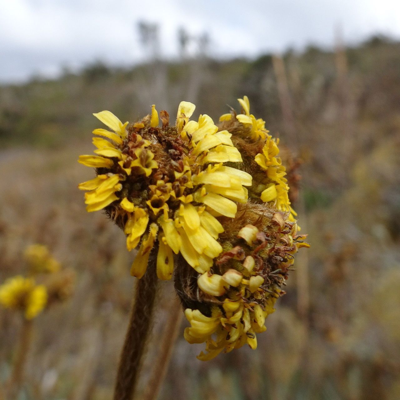 Espeletia argentea flower