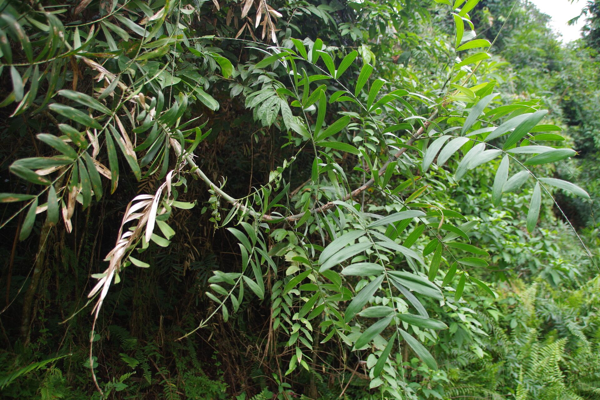 Eremospatha quinquecostulata habit