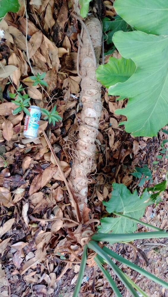 Thaumatophyllum undulatum bark