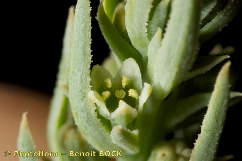 Thesium humile fruit