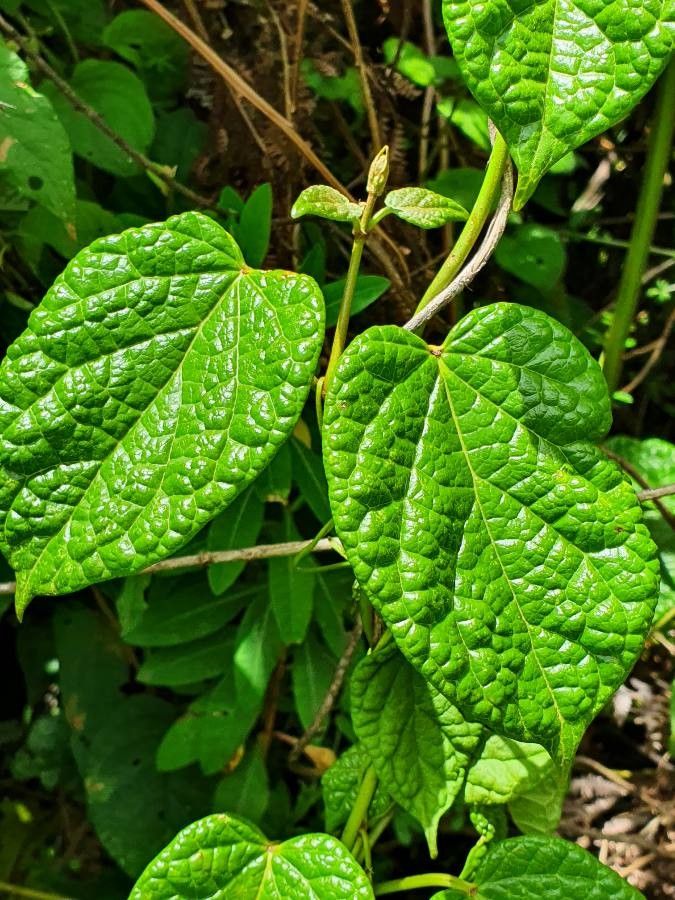 Cynanchum gonoloboides — search result for 'Cynanchum'