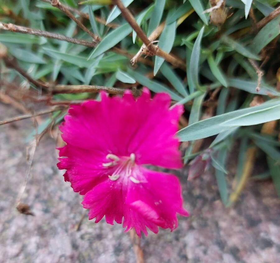 Dianthus gratianopolitanus flower