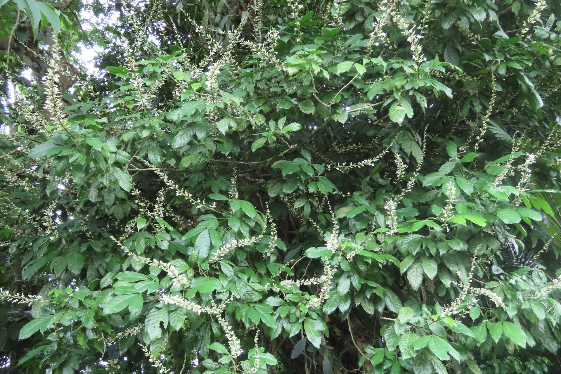 Angostura granulosa habit