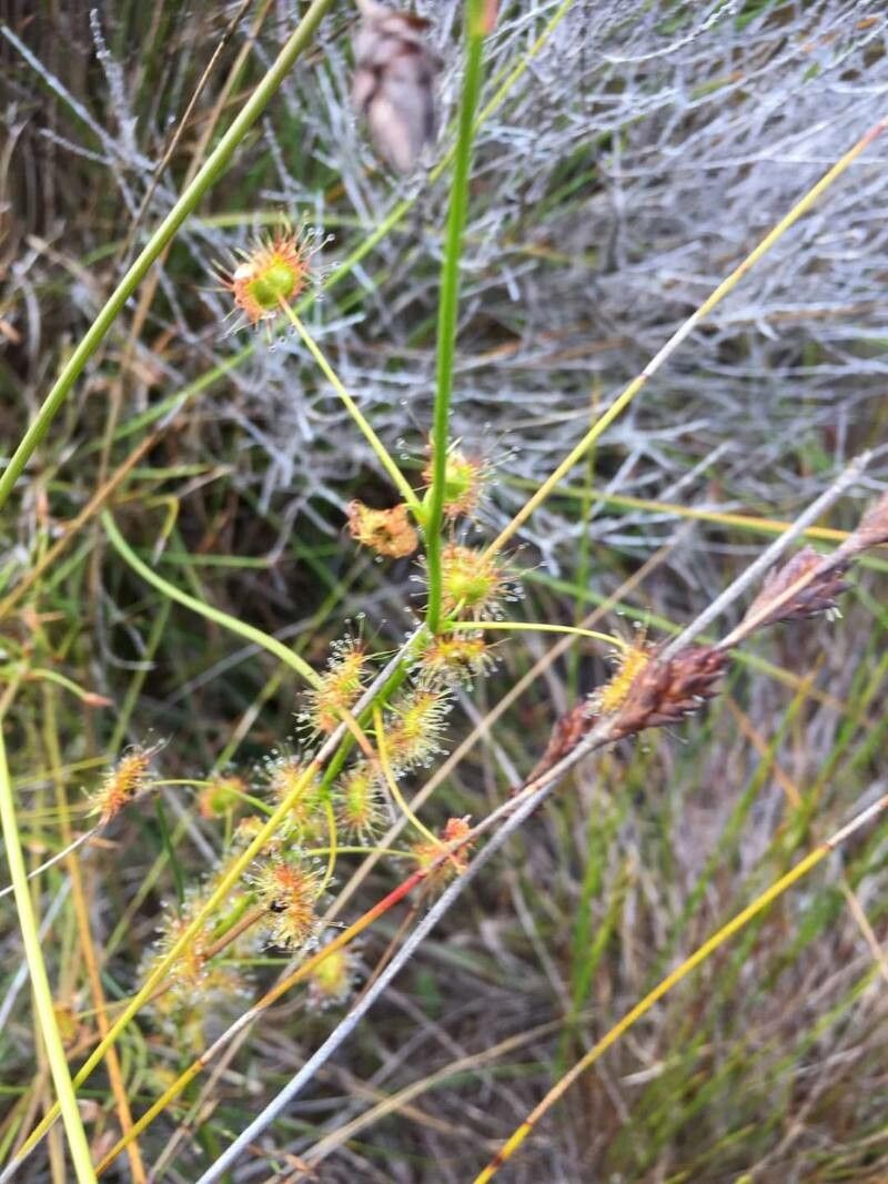 Drosera pallida — search result for 'Drosera'