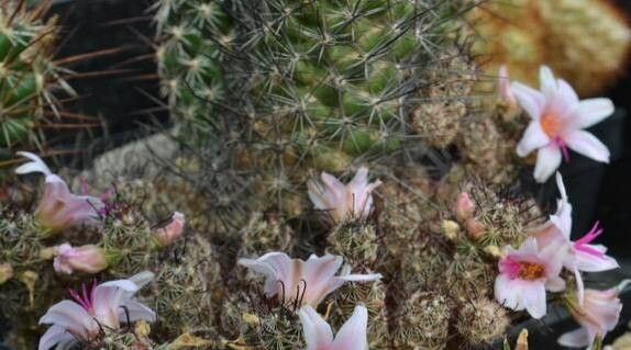 Cochemiea thornberi flower