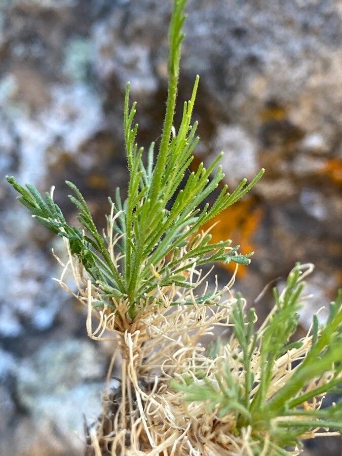 Descurainia preauxiana — search result for 'Descurainia'