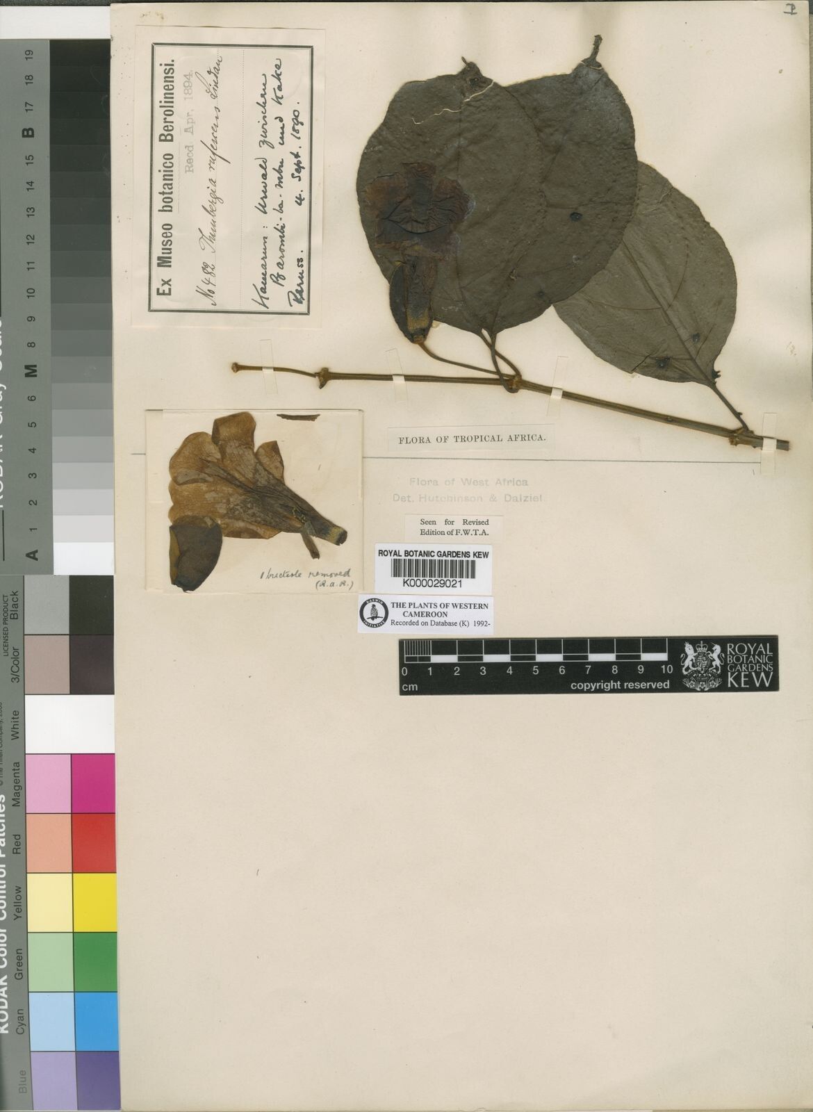 Thunbergia rufescens — search result for 'Thunbergia'