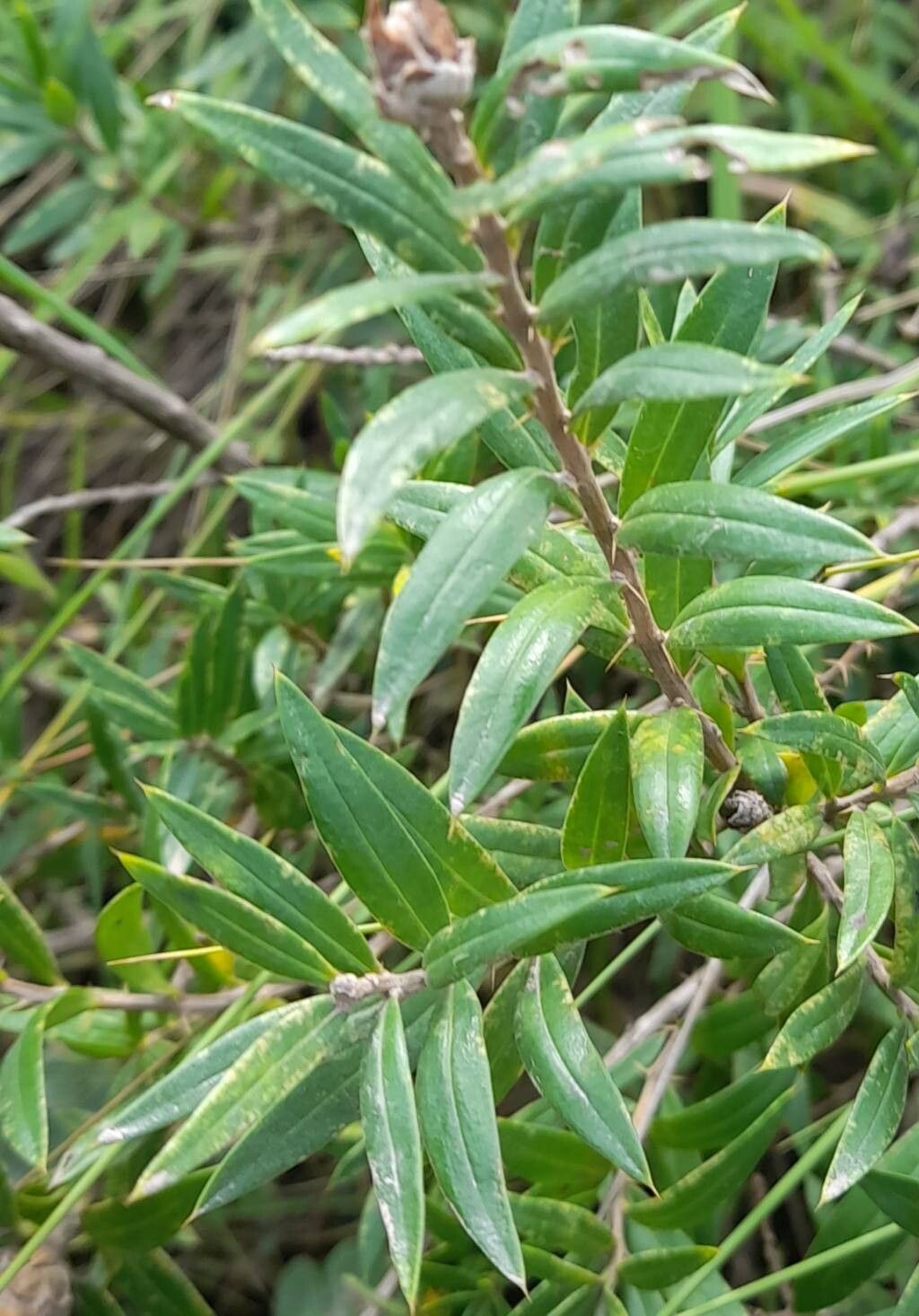 Chuquiraga longiflora — houseplant care guide