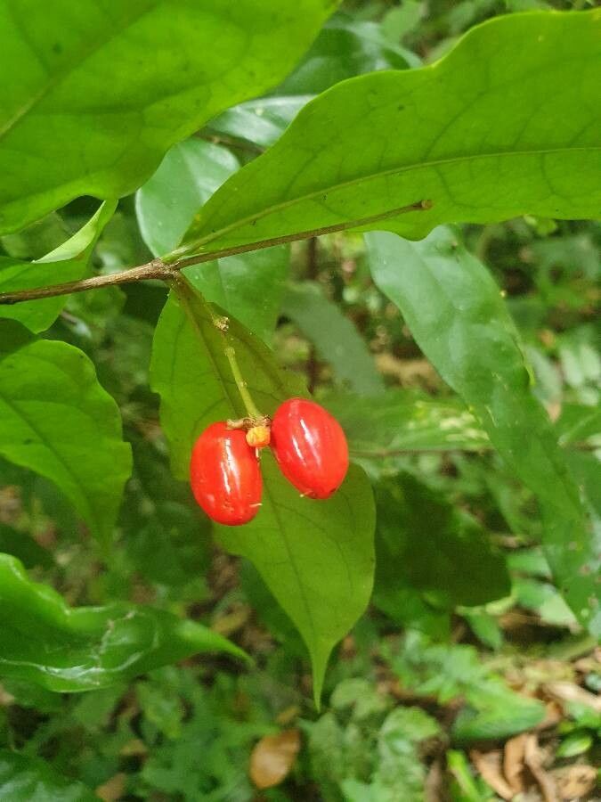 Bunchosia grayumii — search result for 'Bunchosia'