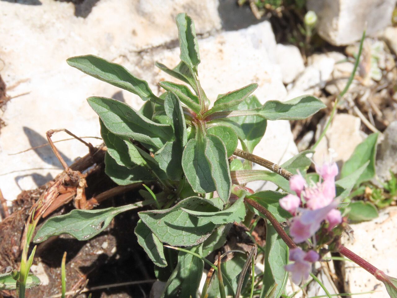 Valeriana saliunca leaf