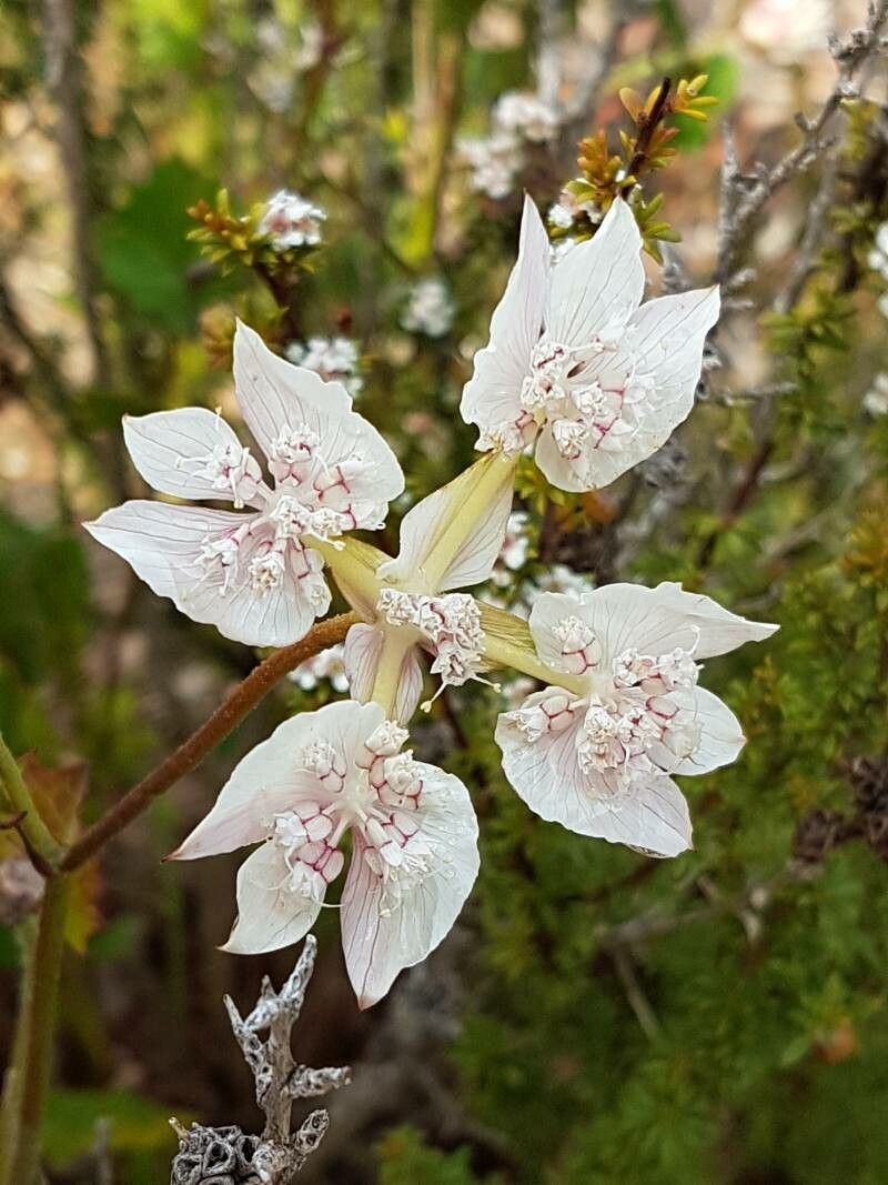 Xanthosia rotundifolia — houseplant care guide