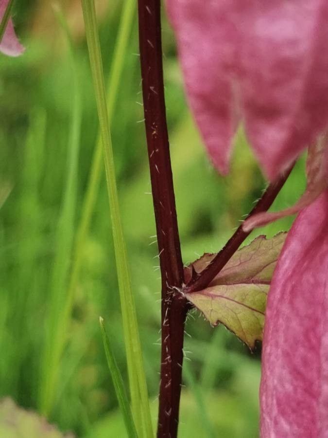 Campanula punctata bark