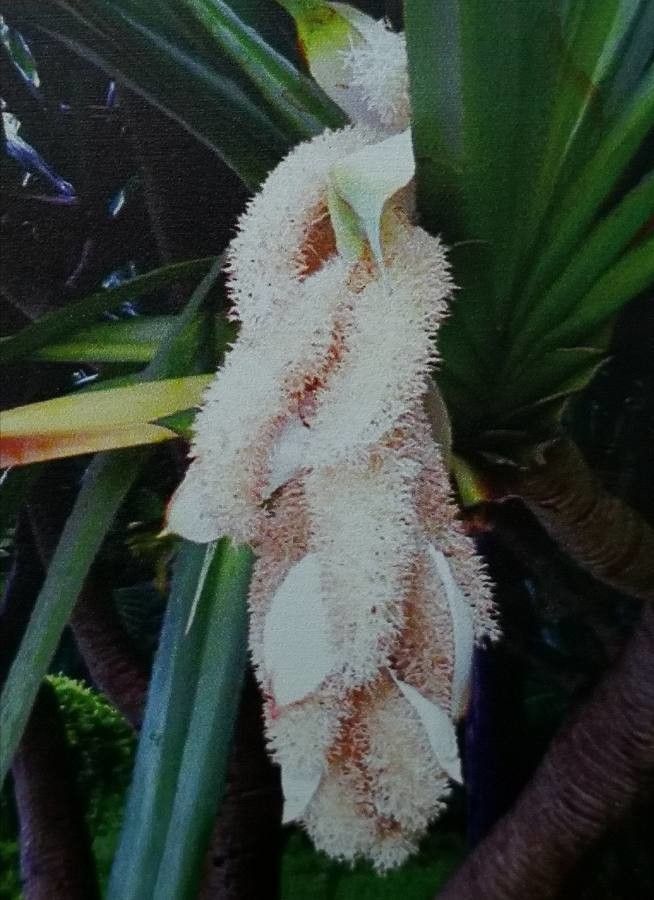 Pandanus utilis flower