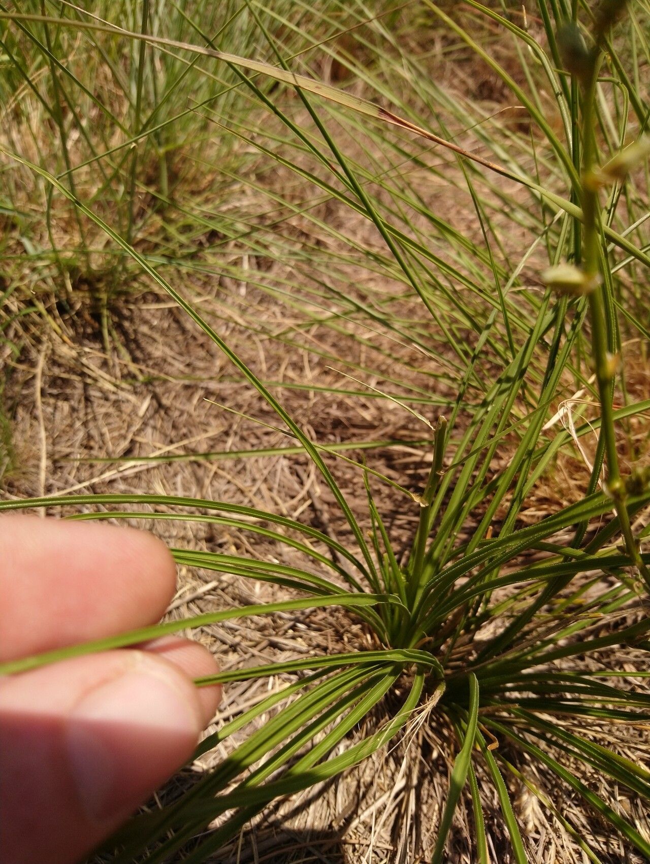 Chlorophytum recurvifolium — search result for 'Chlorophytum'