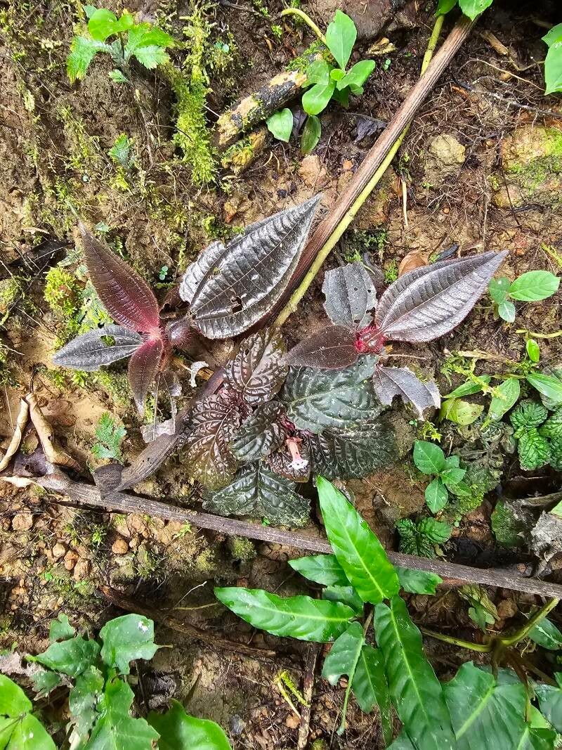 Miconia formicosetosa — houseplant care guide