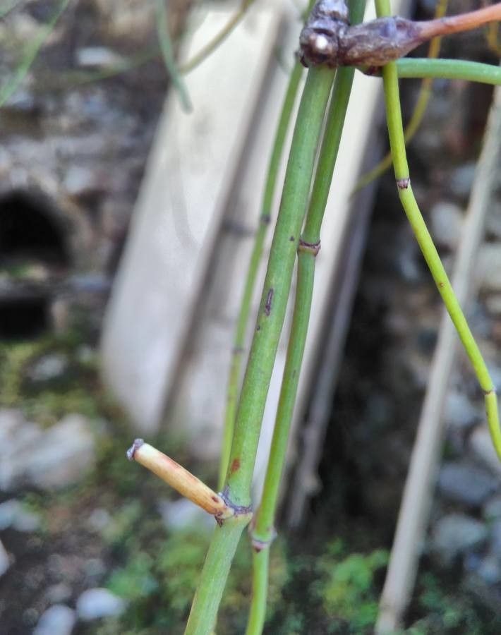 Ephedra foeminea bark