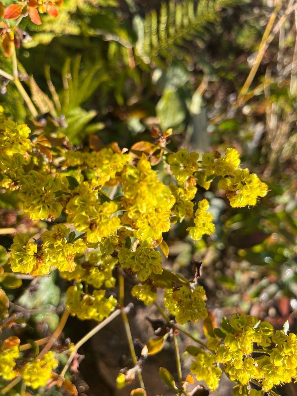 Eriogonum allenii flower