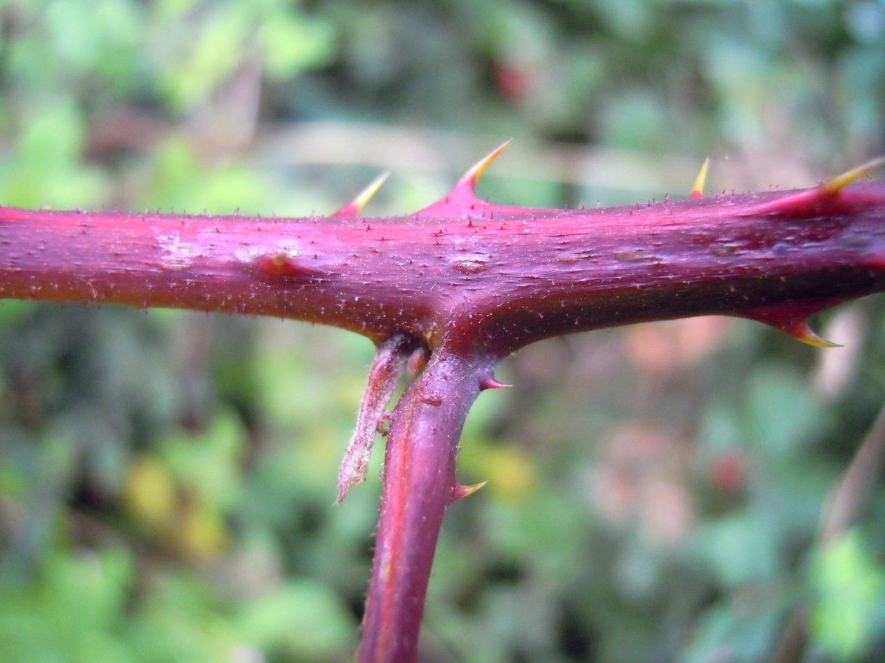 Rubus rudis bark