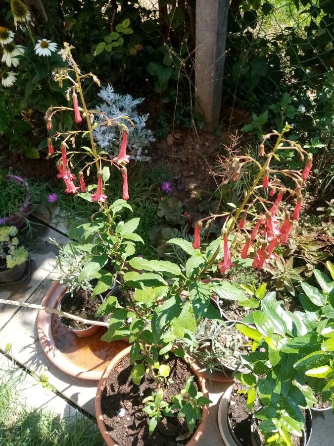 Phygelius capensis bark