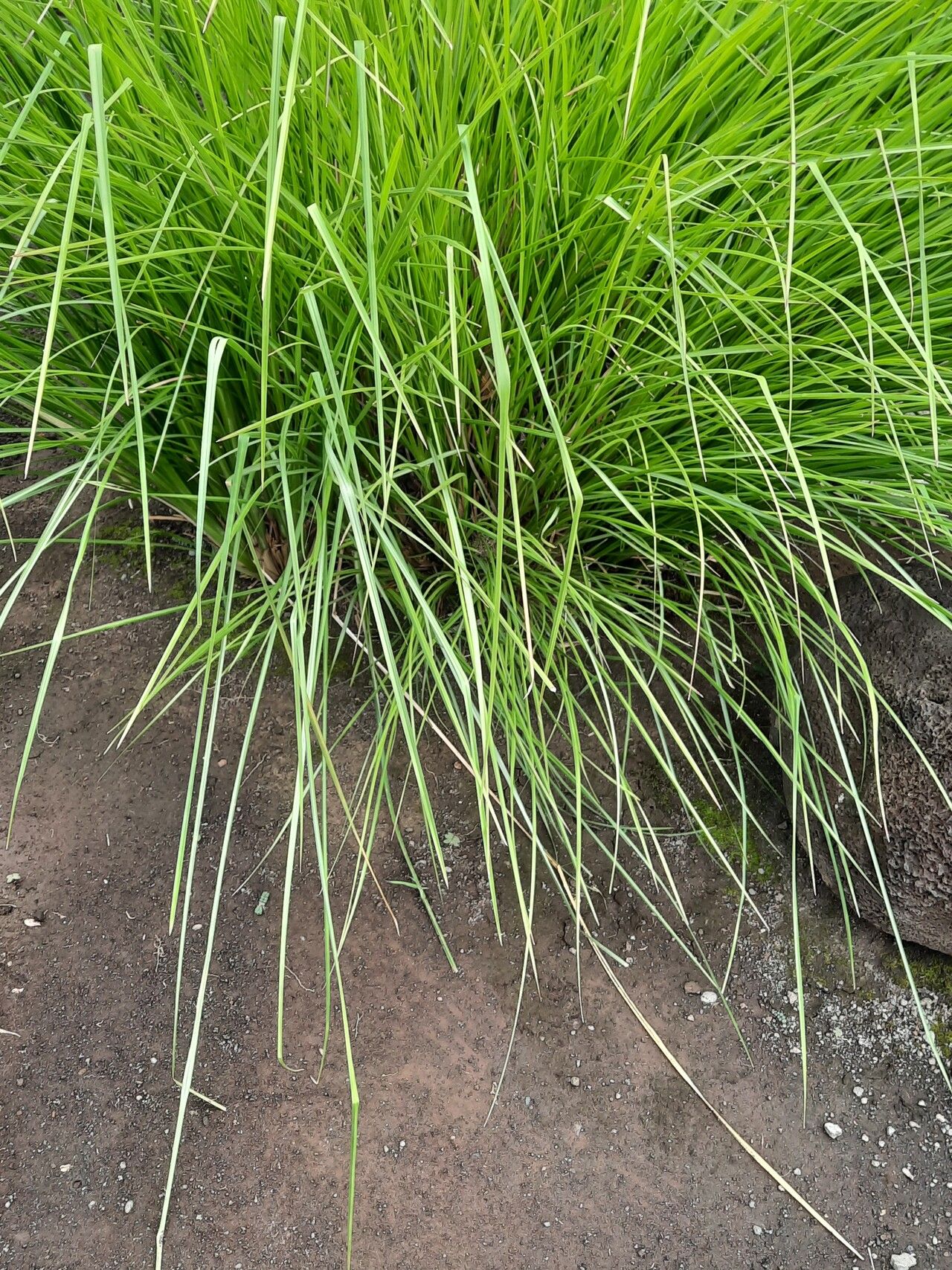 Chrysopogon zizanioides leaf