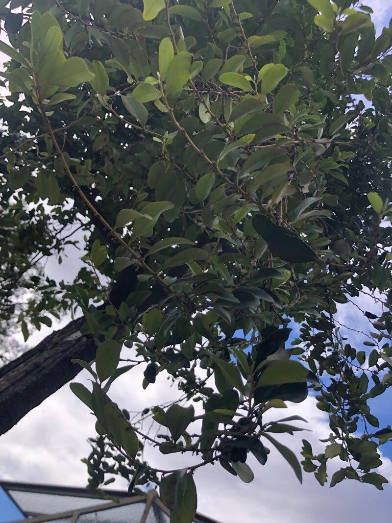 Diospyros pentamera — houseplant care guide