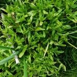 Valerianella locusta