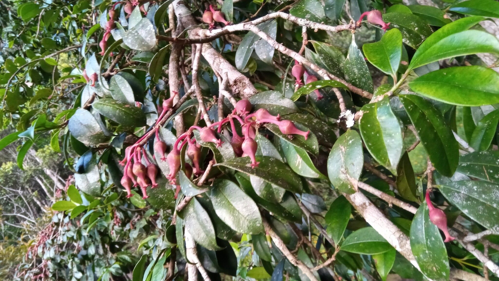 Symphonia tanalensis fruit