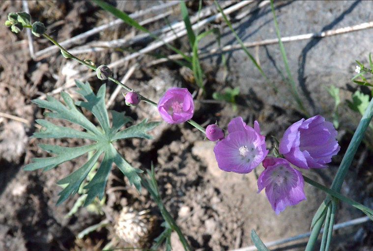 Sidalcea multifida habit
