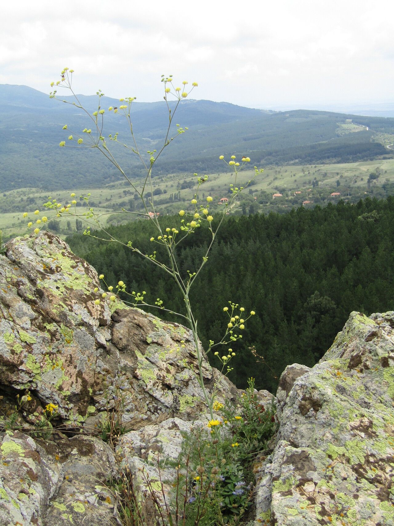 Peucedanum arenarium habit