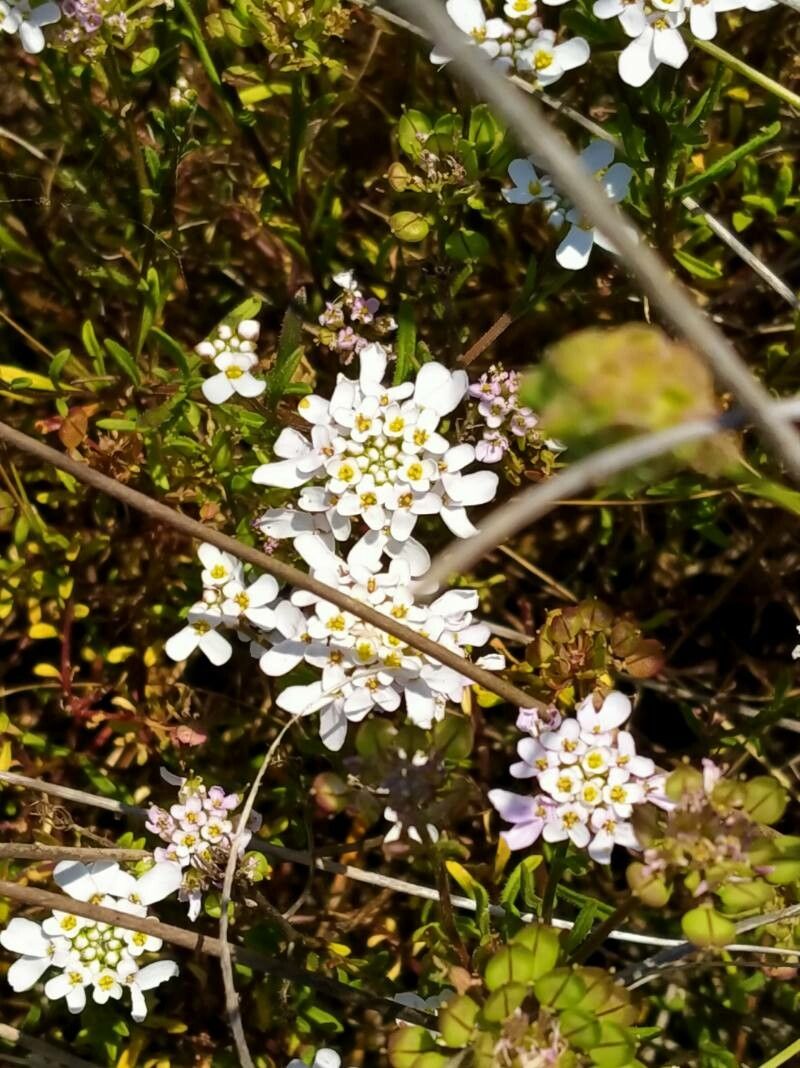 Iberis procumbens flower