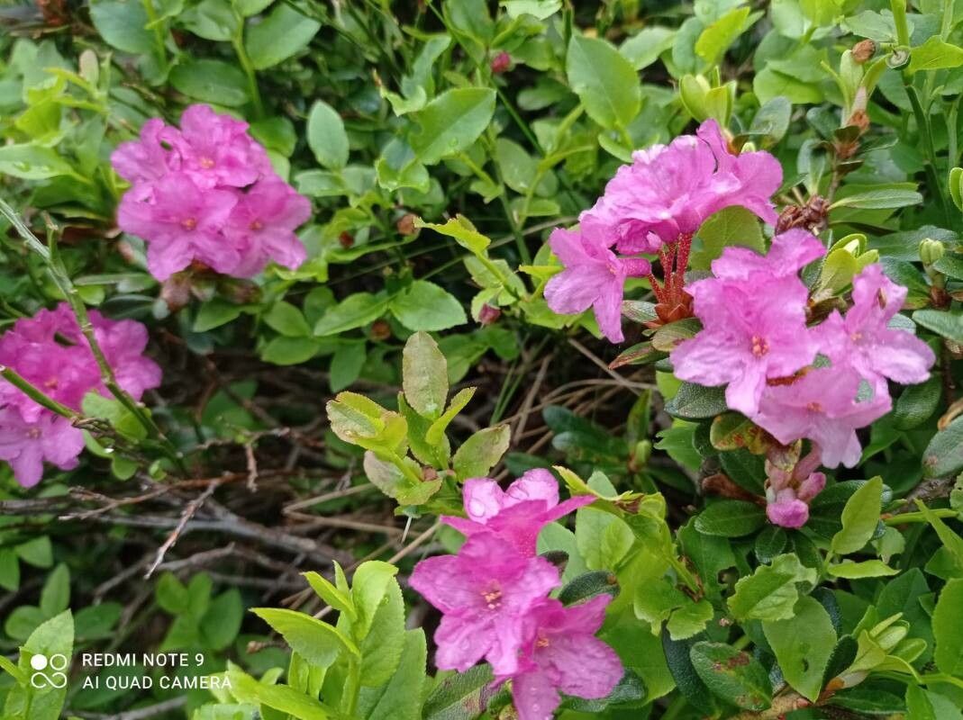 Rhododendron myrtifolium flower