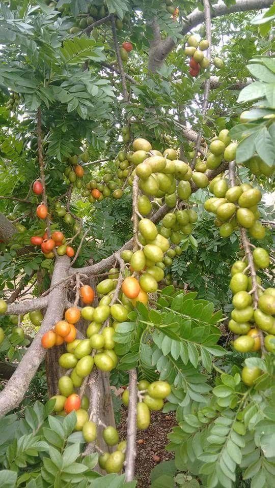 Spondias purpurea fruit