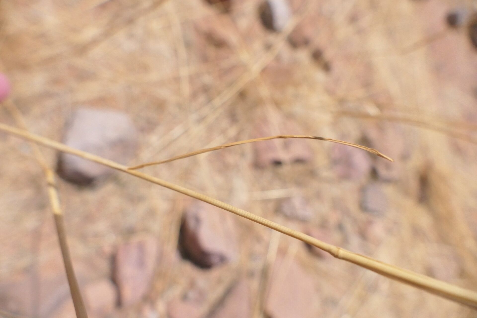 Stipagrostis uniplumis — houseplant care guide