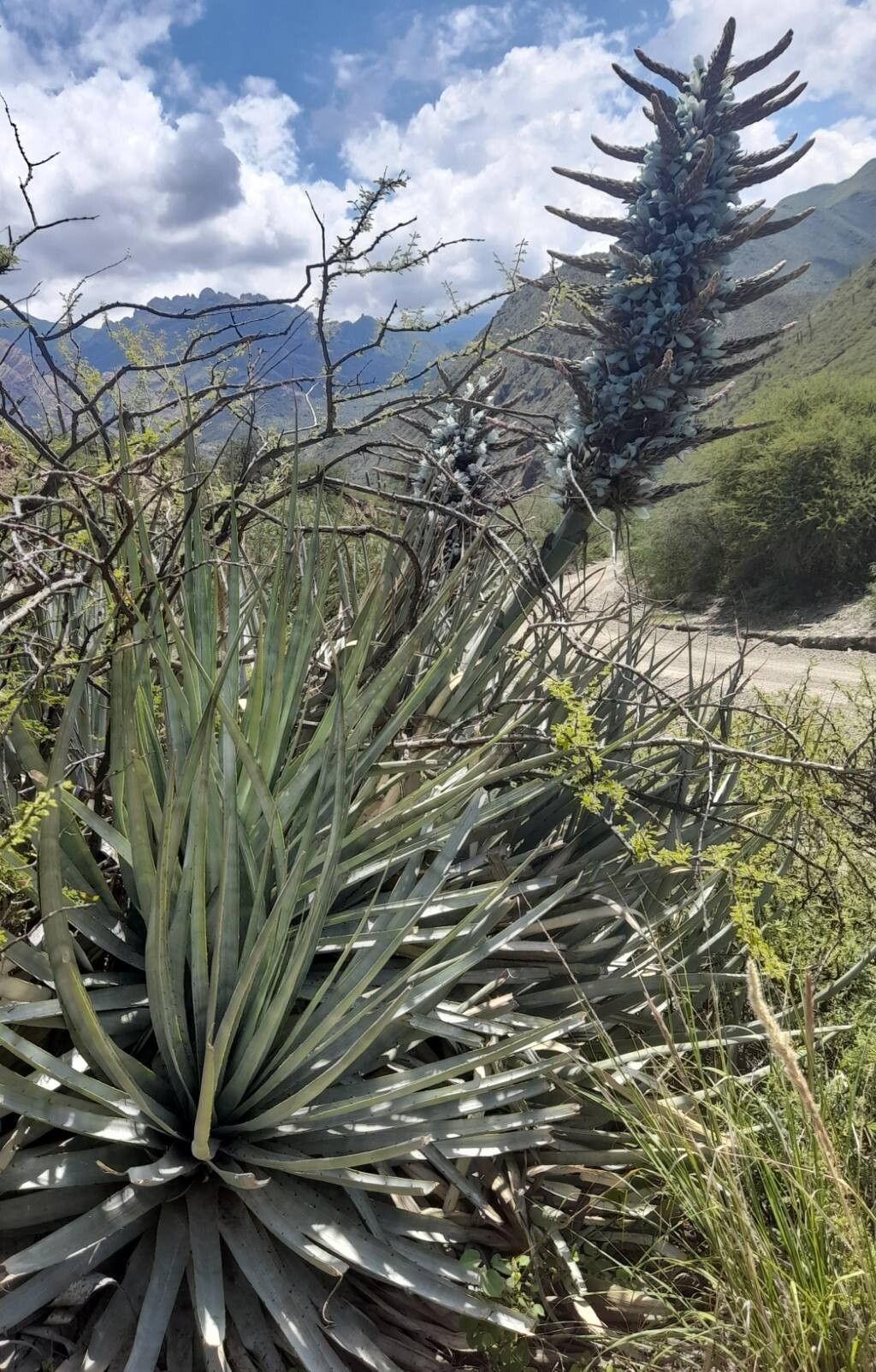 Puya castellanosii habit