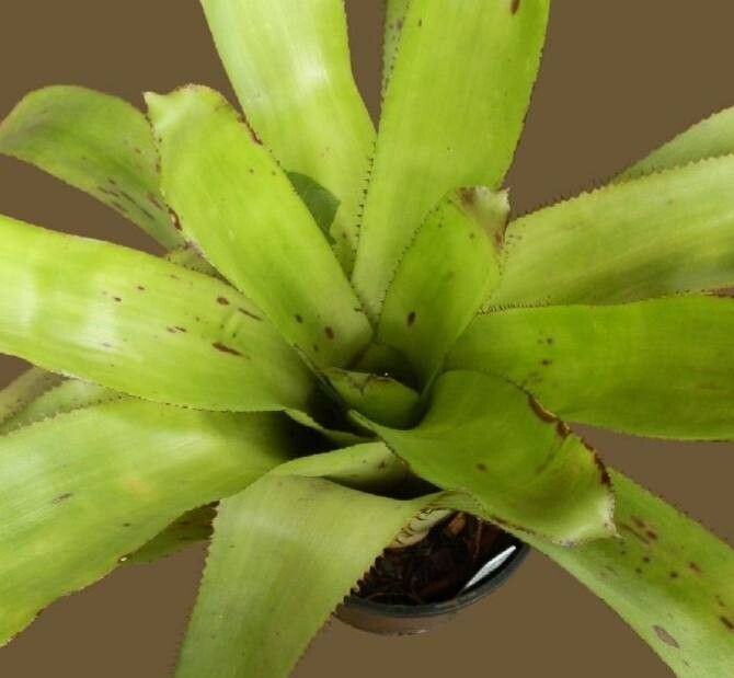 Portea alatisepala — related species from the same genus