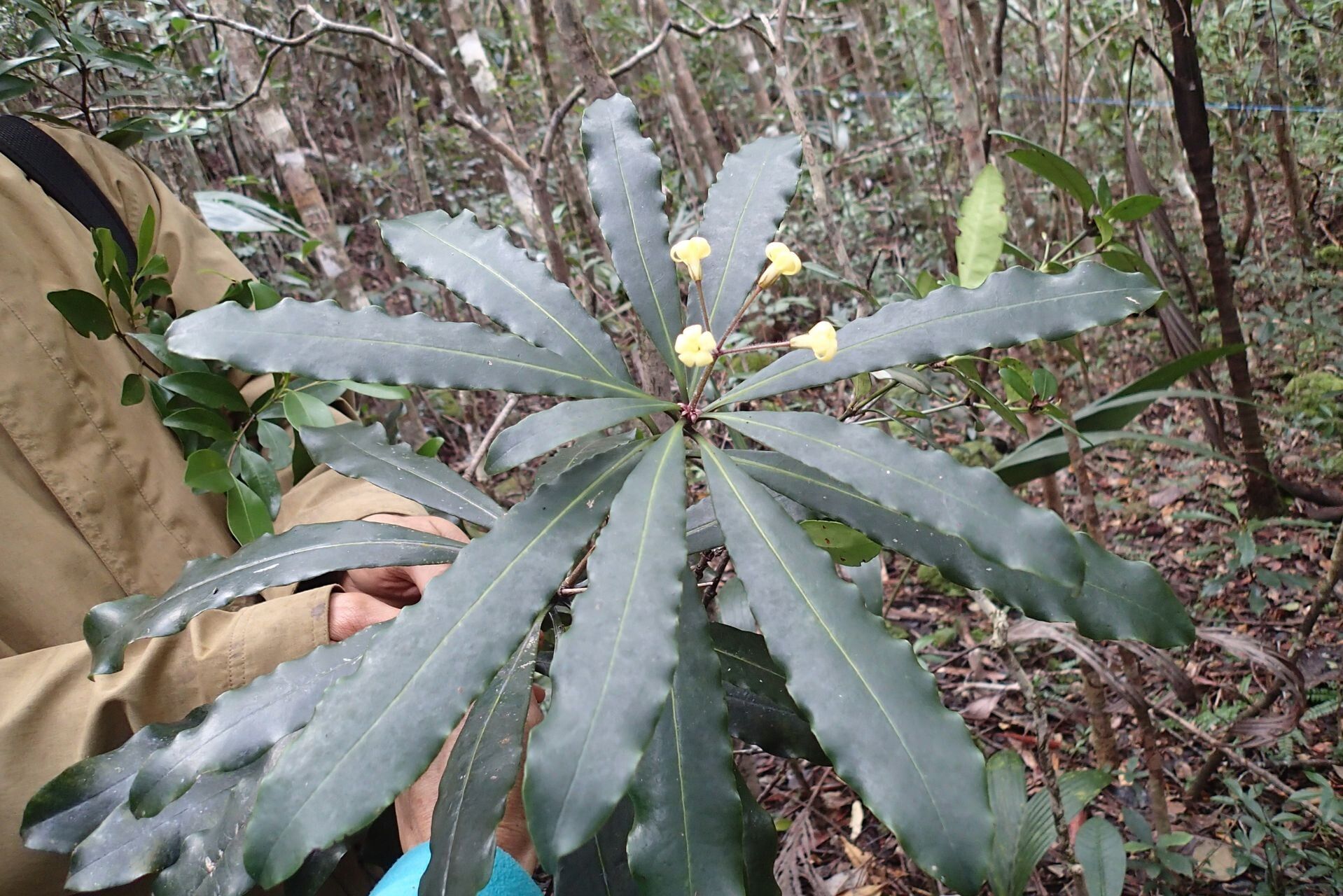 Pittosporum heckelii habit