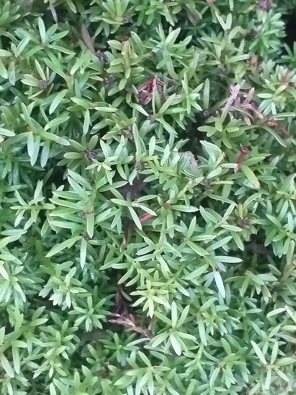 Podocarpus nivalis — search result for 'Podocarpus'