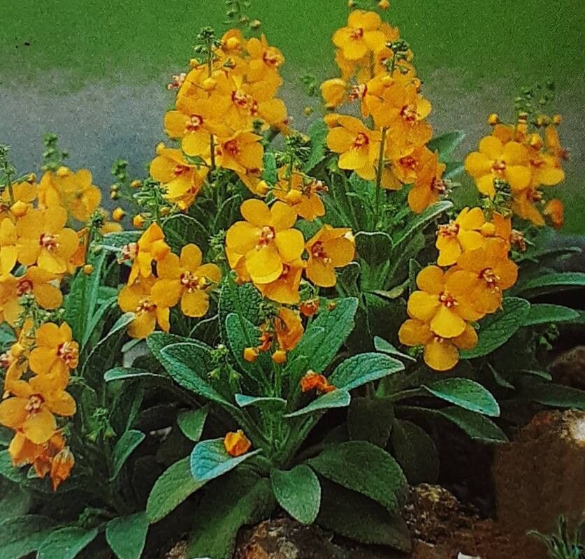 Verbascum dumulosum habit