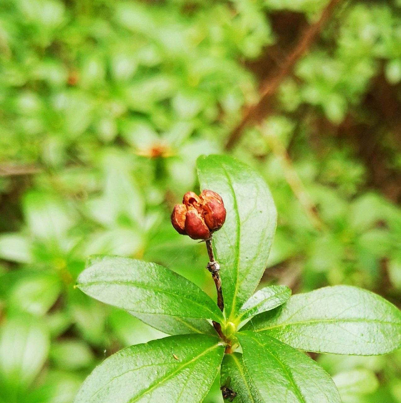 Paxistima myrsinites fruit
