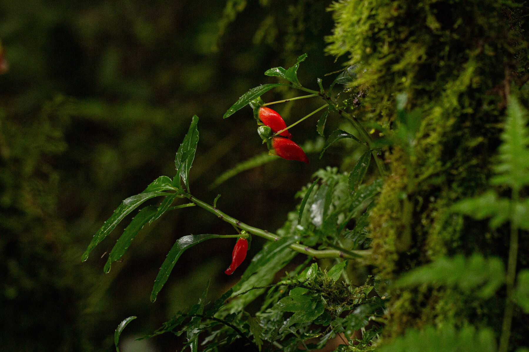 Impatiens keilii habit