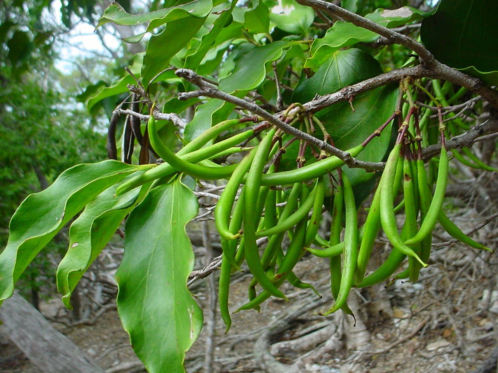 Stenocarpus trinervis fruit