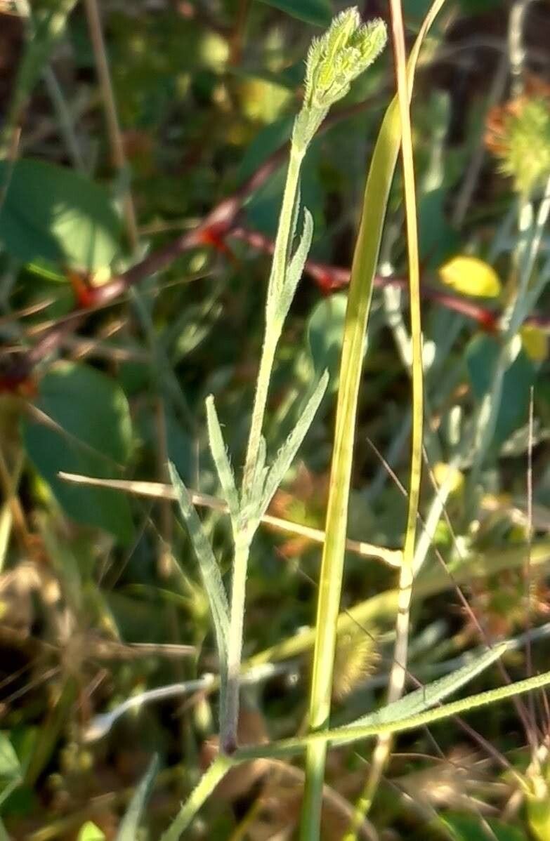 Silene gallinyi — houseplant care guide