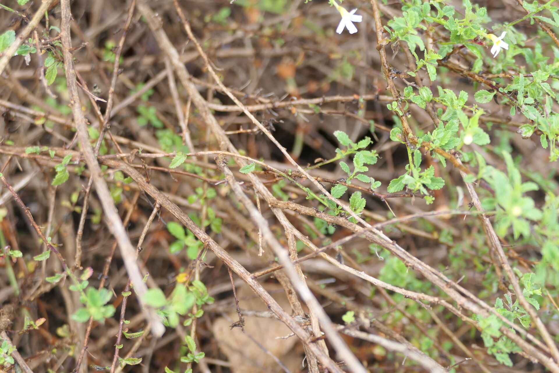 Jamesbrittenia tysonii bark