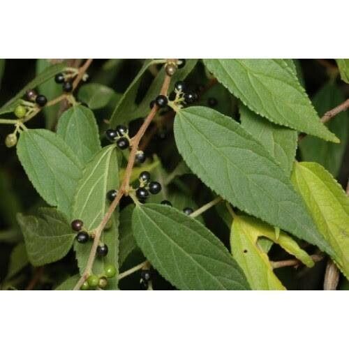 Trema tomentosum leaf