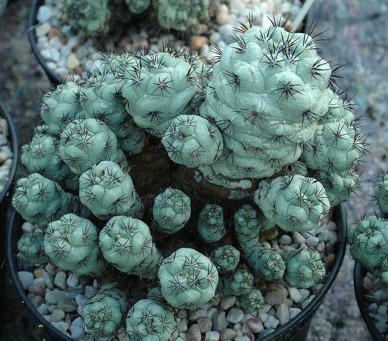 Cochemiea macdougallii habit