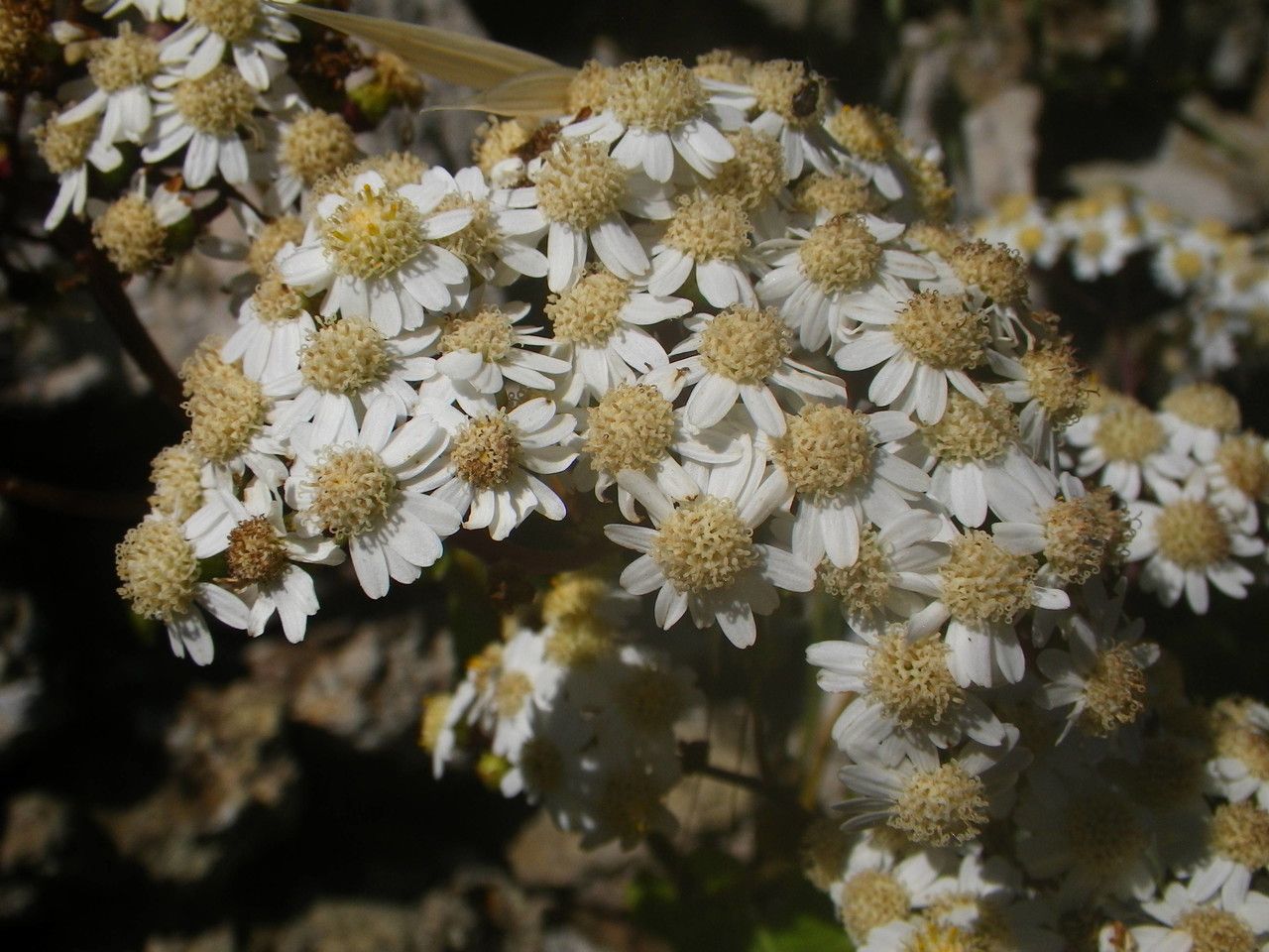 Pericallis murrayi flower