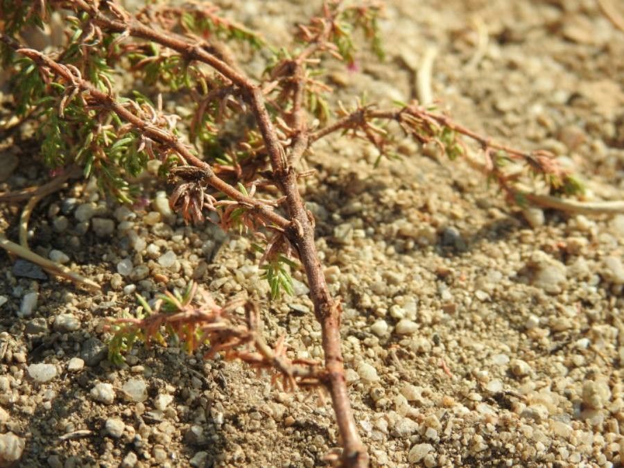 Frankenia laevis bark