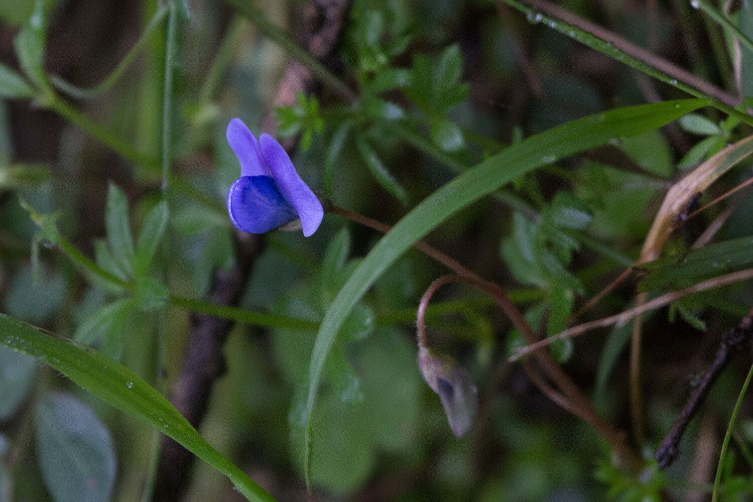 Parochetus africanus flower
