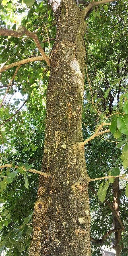 Strychnos nux-vomica bark