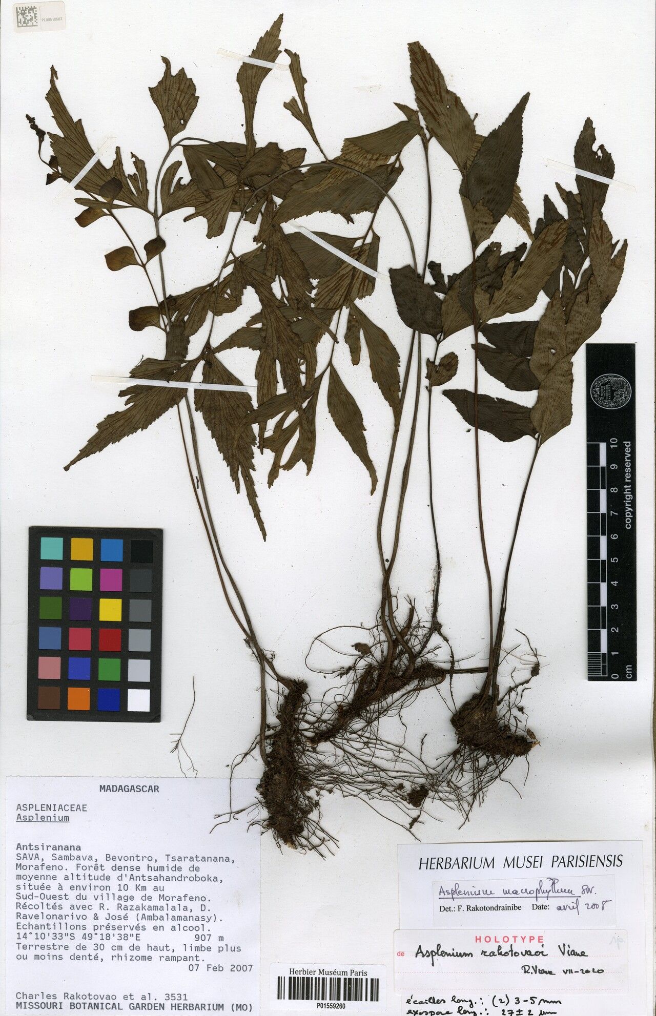 Asplenium rakotovaoi — houseplant care guide